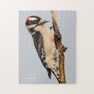 Handsome Downy Woodpecker on the Pear Tree Jigsaw Puzzle