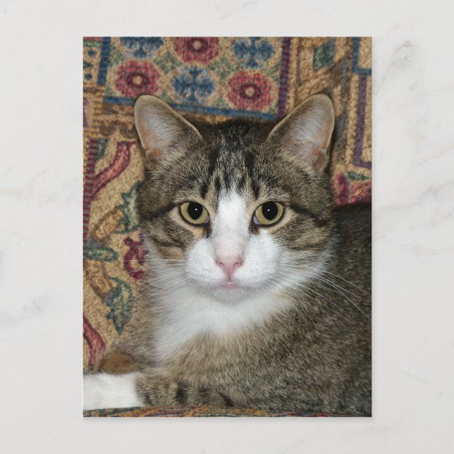 Handsome Fellow Postcard (Front)