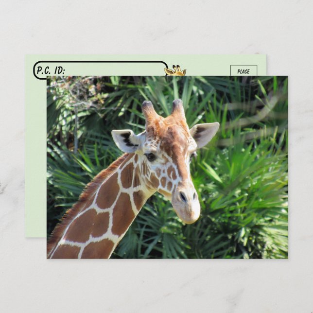 Handsome Giraffe Postcard (Front/Back)