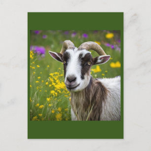 Handsome Goat Postcard