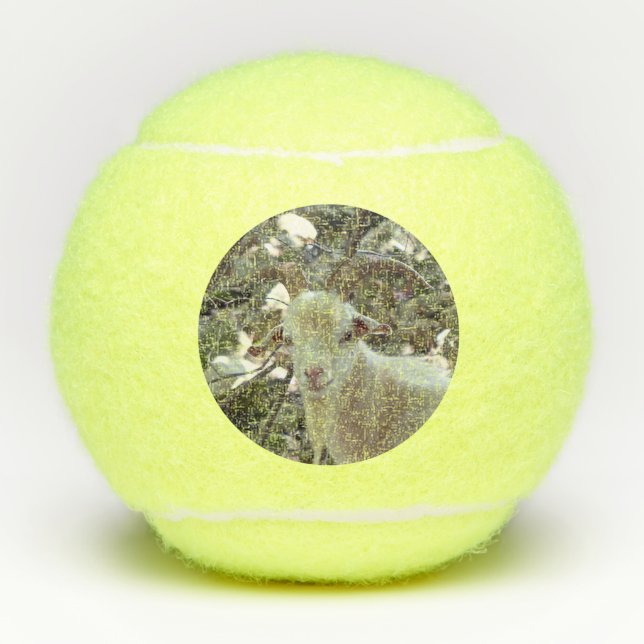 Handsome Goat Tennis Balls (Front)