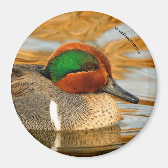 Handsome Green-Winged Teal Duck on Golden Pond Magnet (Front)