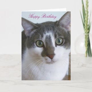 Handsome Grey and White Cat Birthday Card