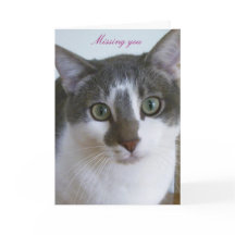 Handsome Grey and White cat