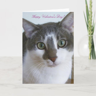 Handsome Grey and White cat-Valentine's Day Holiday Card