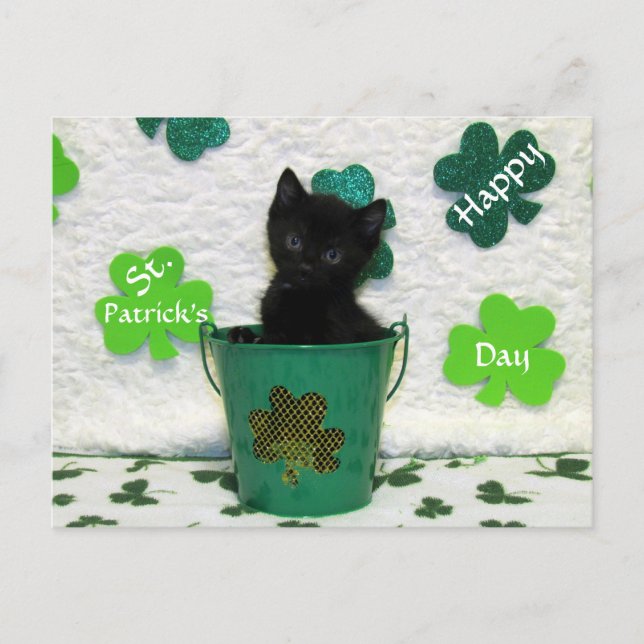Handsome Jack's St. Patrick's Day Cat / Kitten  Postcard (Front)