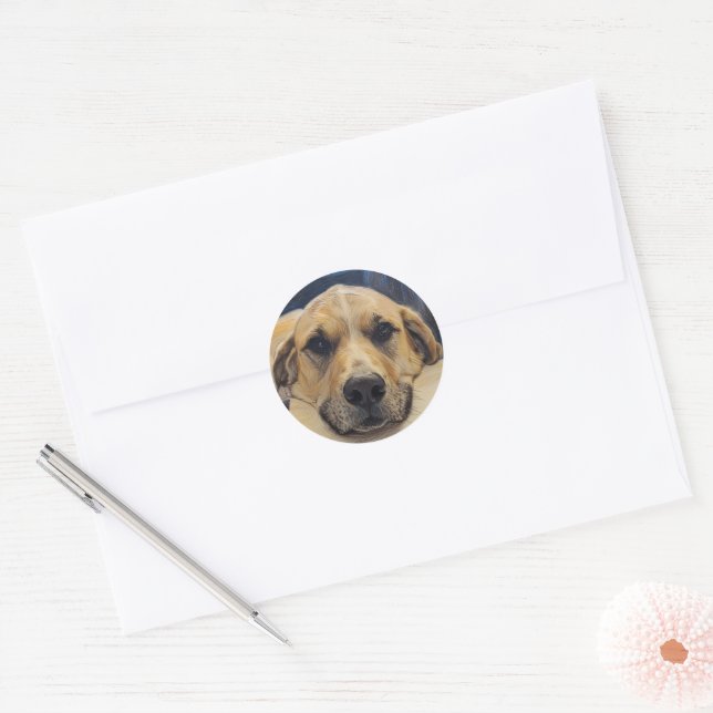 Handsome Lab Boy Sticker (Envelope)