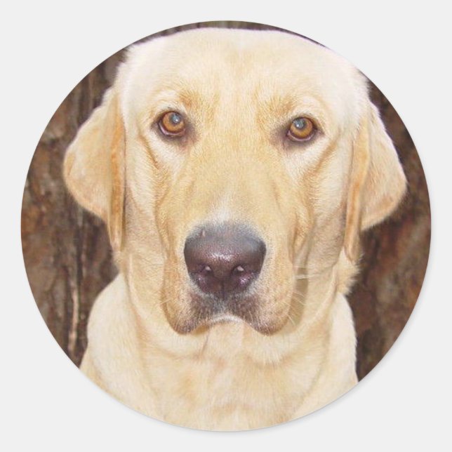 Handsome Lab Classic Round Sticker (Front)