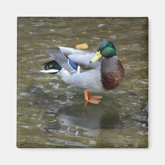 Handsome Mallard (Male) Duck Magnet (Front)