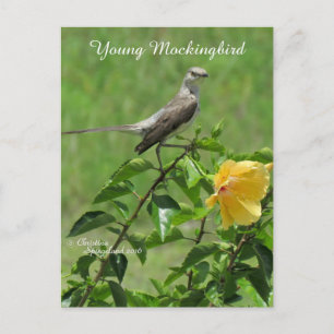 Handsome Mockingbird bird Postcard