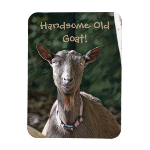 Handsome Old Goat Magnet