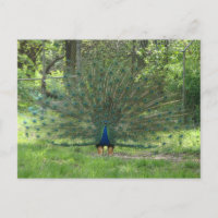 Handsome Peacock Showing Feathers