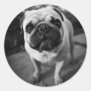 Handsome Pug Classic Round Sticker