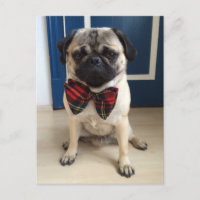 Handsome Pug in a Bow tie design