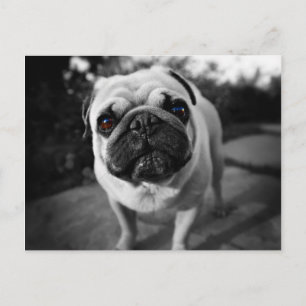 Handsome Pug Postcard