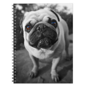 Handsome Pug Spiral Notebook