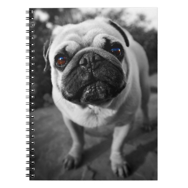 Handsome Pug Spiral Notebook (Front)