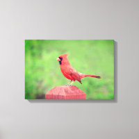 Handsome Red Cardinal Bird