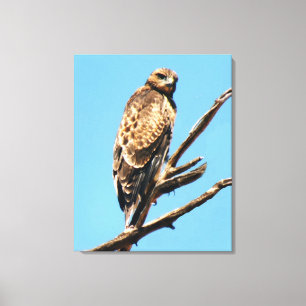Handsome Red-Tailed Hawk Perched in a High Tree. Canvas Print
