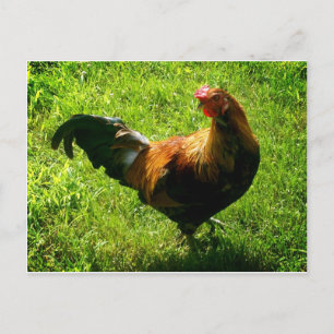 Handsome Rooster Postcard