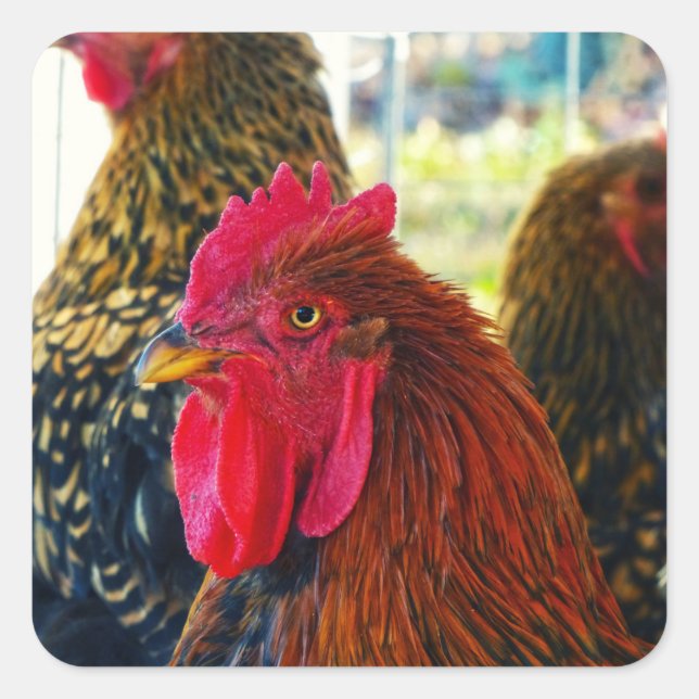 Handsome Rooster Square Sticker (Front)
