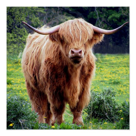 Handsome Scottish Highland Cow In Field Poster | Zazzle.co.nz