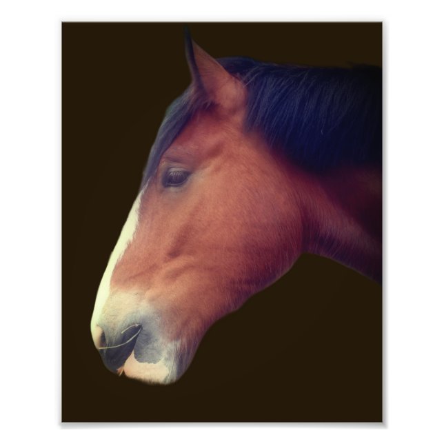 Handsome Shire Draught Horse Face 8x10 Photo Print (Front)