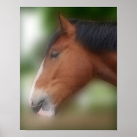 Handsome Shire Draught Horse