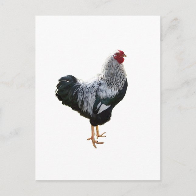 Handsome Silver Penciled Wyandotte Rooster Postcard (Front)