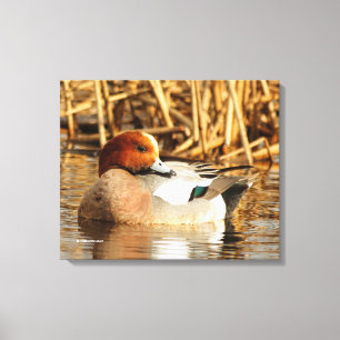 Handsome Stranger Eurasian Wigeon Duck at the Pond Canvas Print
