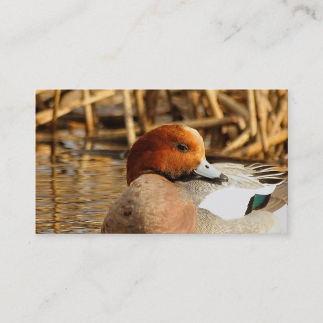 Handsome Stranger in Town Eurasian Wigeon Business Card (Front)