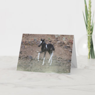 Handsome Wild Colt Folded Greeting Card