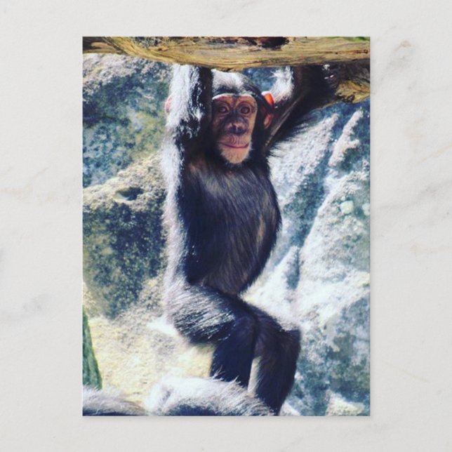 hang chimp postcard (Front)