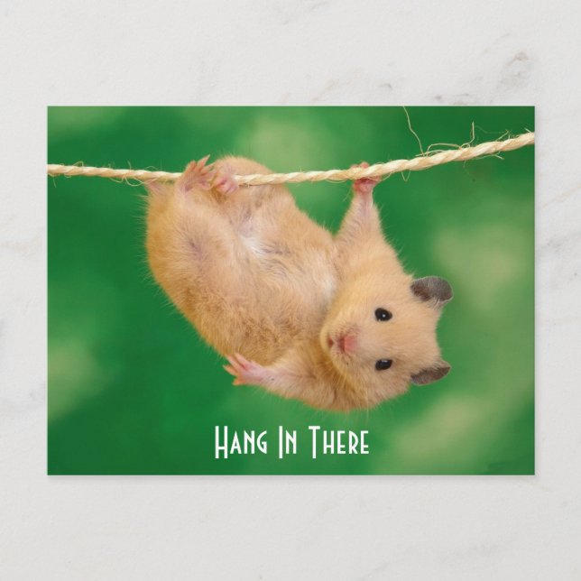 Hang In There Hamster Postcard (Front)