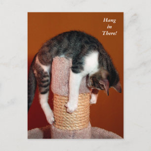 Hang in There Humourous Tabby Cat Post Card