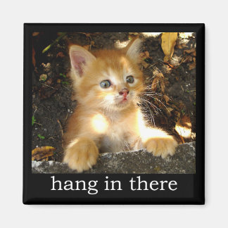 Hang In There - Kitten Magnet