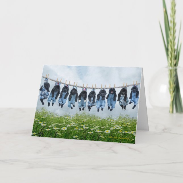 Hang in there puppy greeting card (Front)