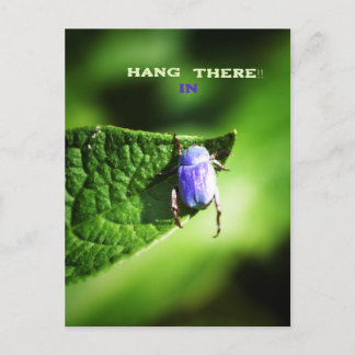Hang in There, Purple Beatle, Postcard