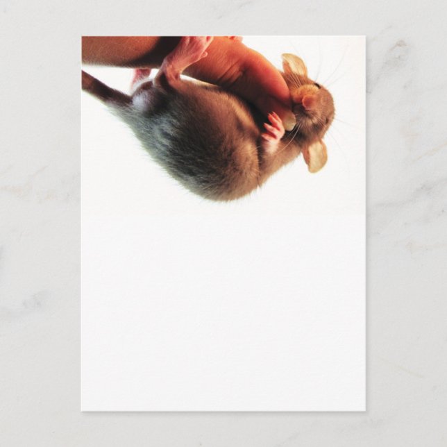 Hang in There Rat Postcard (Front)