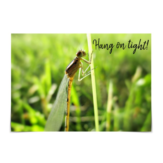 "Hang on Tight" Funny Dragonfly Encouragement Card (Creator Uploaded)