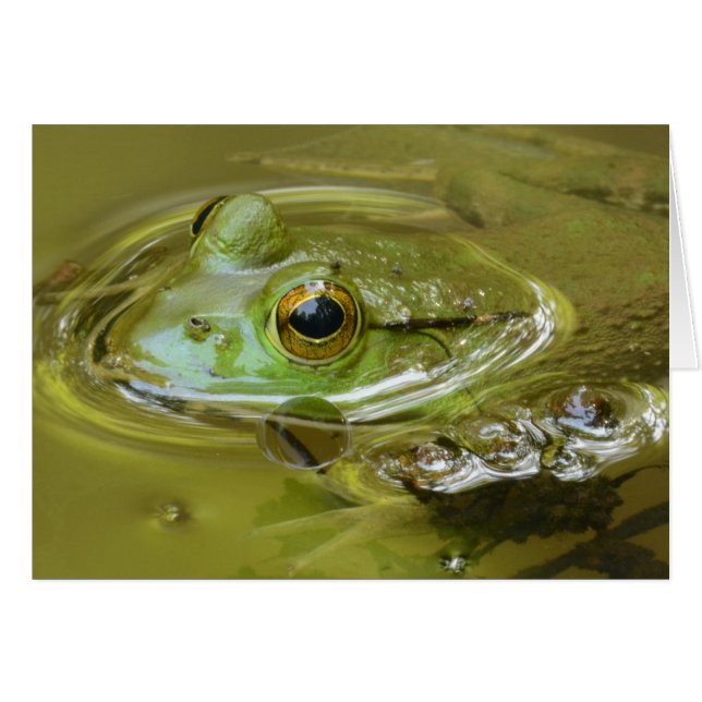 Hangin' in the Pool (Front Horizontal)