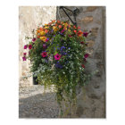 Hanging Basket