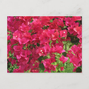 Hanging Bougainvillea Postcard