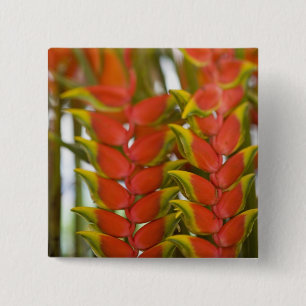 Hanging Heliconia, Weekly Tuesday fruit & 15 Cm Square Badge
