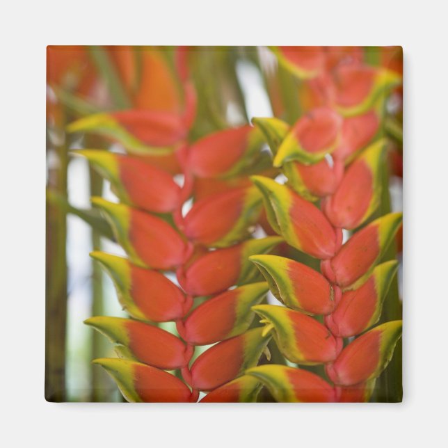Hanging Heliconia, Weekly Tuesday fruit & Magnet (Front)