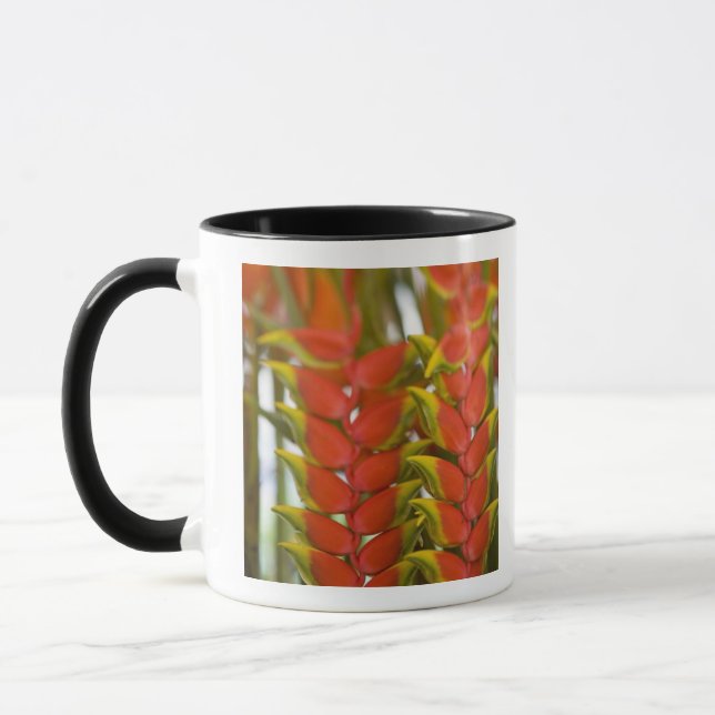 Hanging Heliconia, Weekly Tuesday fruit & Mug (Left)