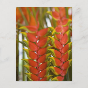 Hanging Heliconia, Weekly Tuesday fruit & Postcard