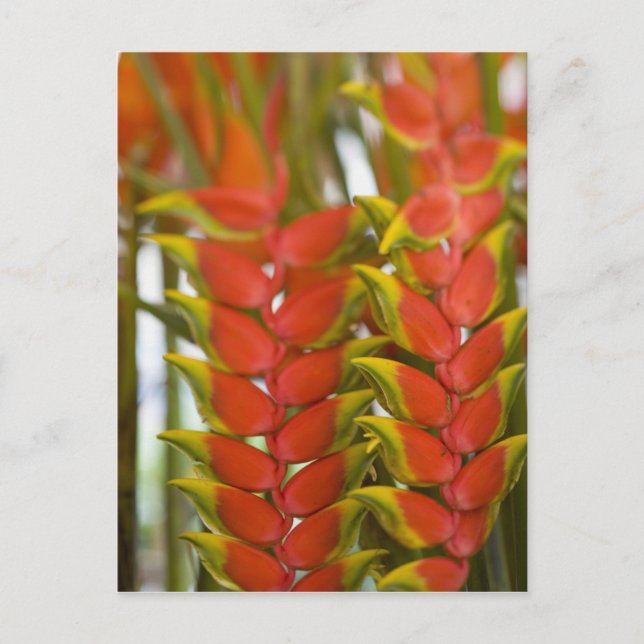 Hanging Heliconia, Weekly Tuesday fruit & Postcard (Front)