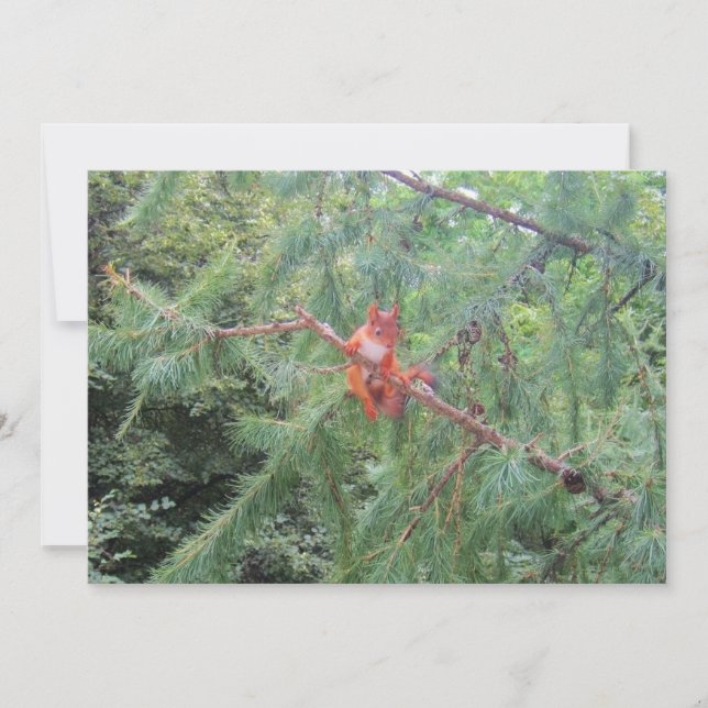 Hanging in There Holiday Card (Front)