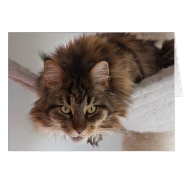 Hanging out - Maine Coon cat card (Front Horizontal)